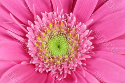 pink Gerbera