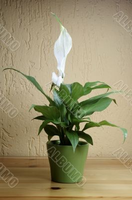 SPATHIPHYLLUM FLORIBUNDUM