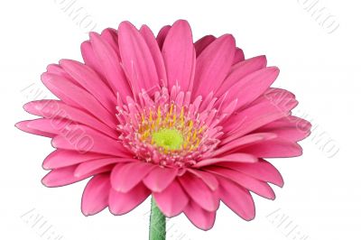 pink Gerbera