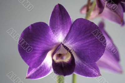 lovely Orchidee