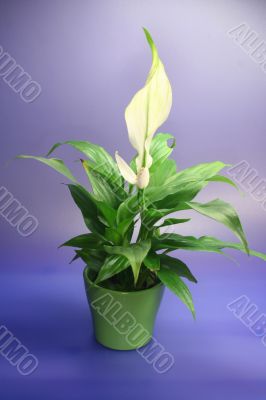 SPATHIPHYLLUM FLORIBUNDUM