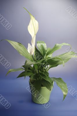 SPATHIPHYLLUM FLORIBUNDUM