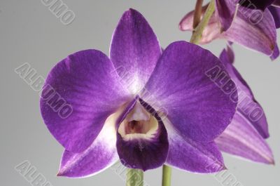 lovely Orchidee