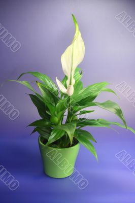 SPATHIPHYLLUM FLORIBUNDUM