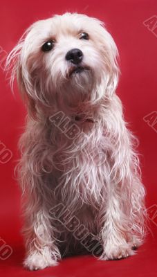 Dog on red