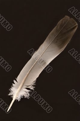 Feather