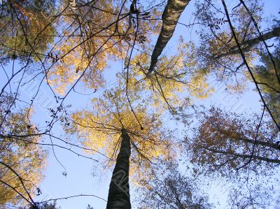 Tree tops
