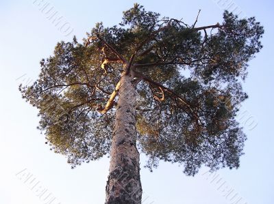Kron the pine tree