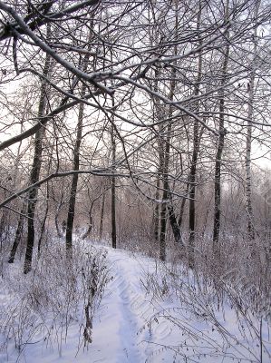 Trees in the hoarfrost