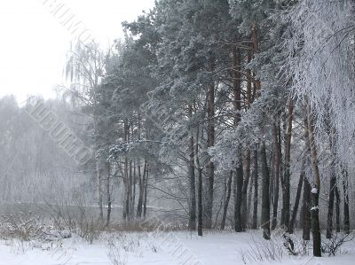 Trees in the hoarfrost