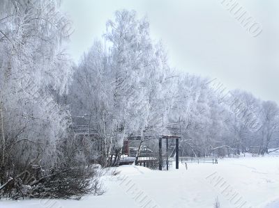Trees in the hoarfrost