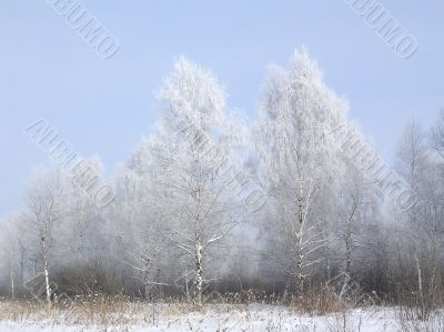 Trees in the hoarfrost