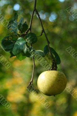 Green apple on branch