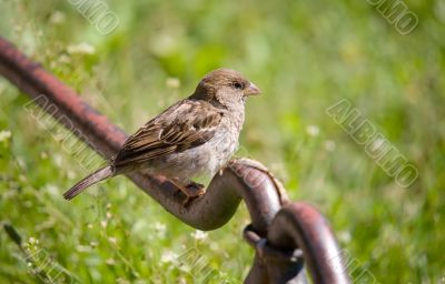 Sparrow on a fencing