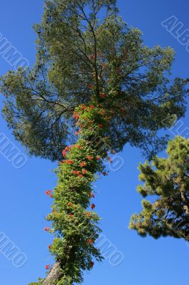 Mediterranena pine