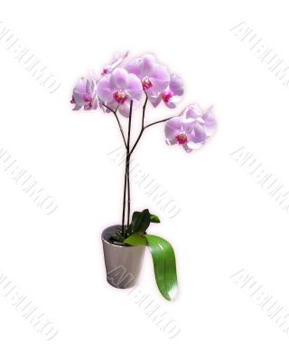 Orchid in vase