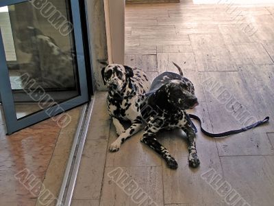 Pair of dalmatians