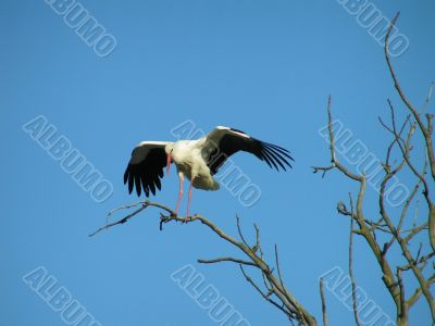 Stork