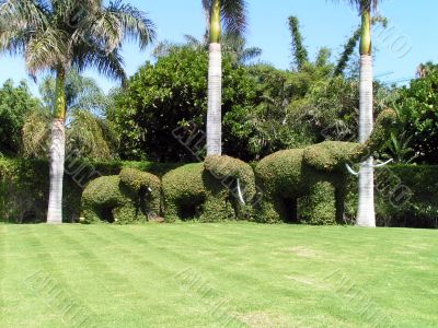Family of elephants