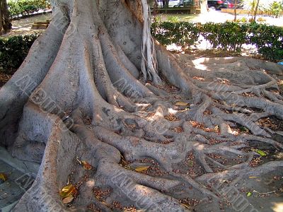 Tree roots