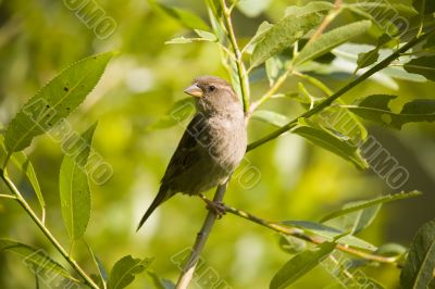 Sparrow on a summer background
