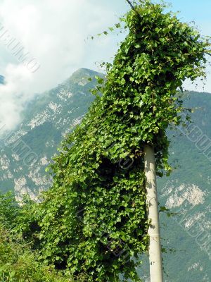 Ivy climbing on lamp