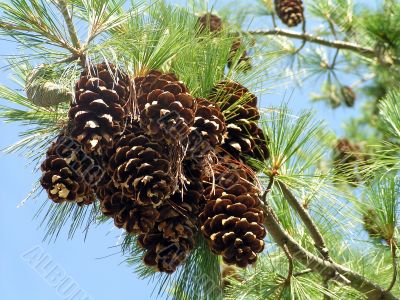 bouquet of pine cones