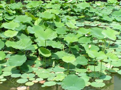 Lotus garden
