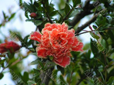 Flower of pomegranate tree