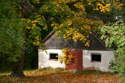 Deserted house under autumn mapple trees