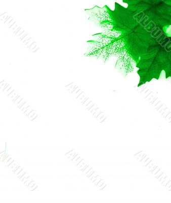 Green Leaves Design