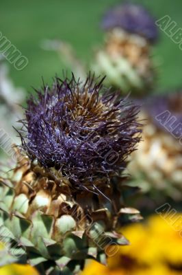 Thistle