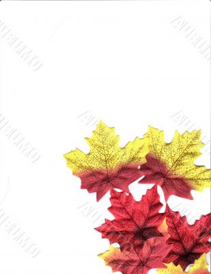 Fall leaves