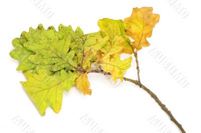 fall still life