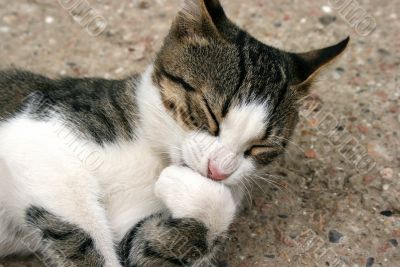 Cute cat