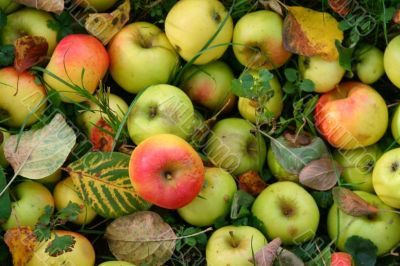 Colorful apples on grass in autumn