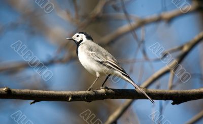 Wagtail