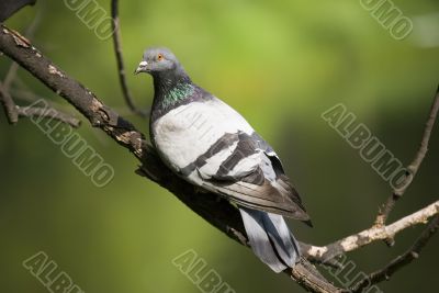 The pigeon on a green background
