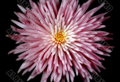 Spider Mum
