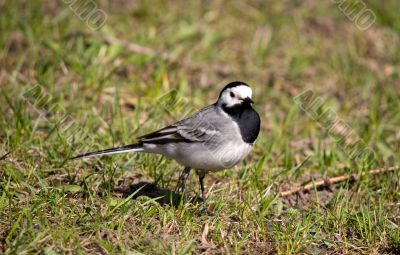 Wagtail
