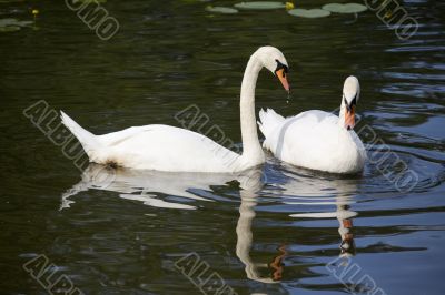 Pair swans