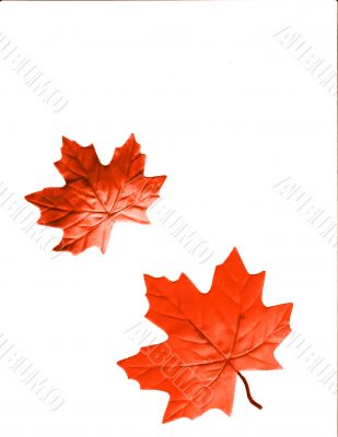 Autumn Designs for Holiday Season