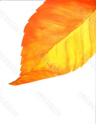 Autumn Leaves Orange Large Designs