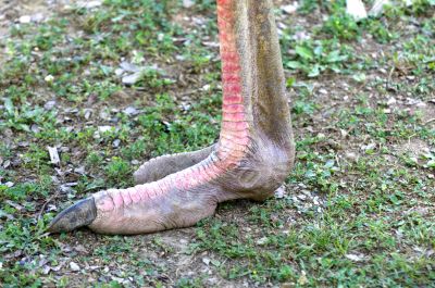 Ostrich Foot