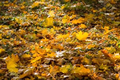 Autumn carpet