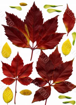  Autumnal leaves