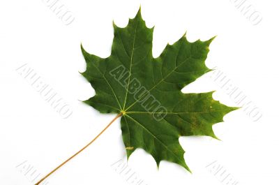 Isolated sheet of maple on a white background.