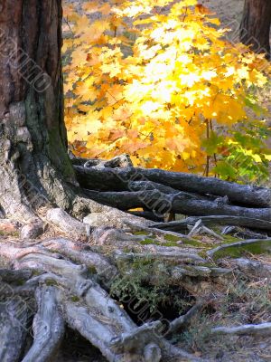 roots