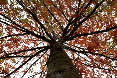 Autumn.