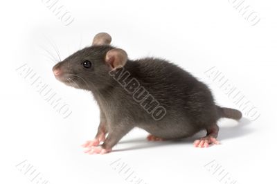 rat